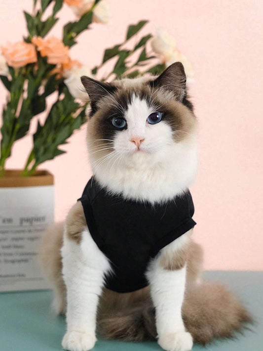 SXV cat sleep play repeat